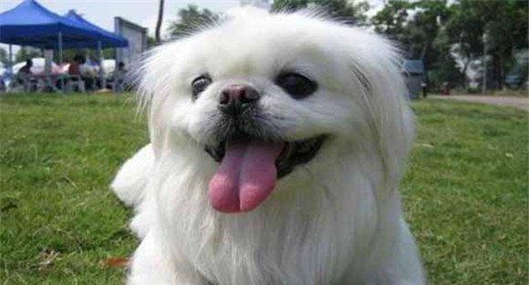 北京犬的体貌特征