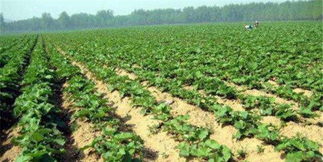 牛蒡的栽培时间与种植技术要点、步骤
