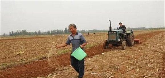 高粱的播种方法