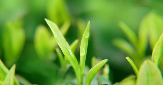 茶树栽培技术