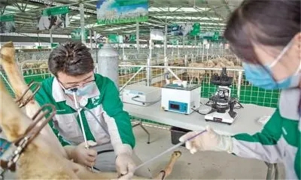 什么是人工授精