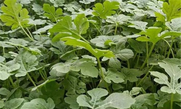西瓜旺长用什么药物控旺