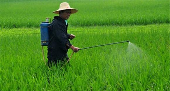 小麦除草剂什么时候打