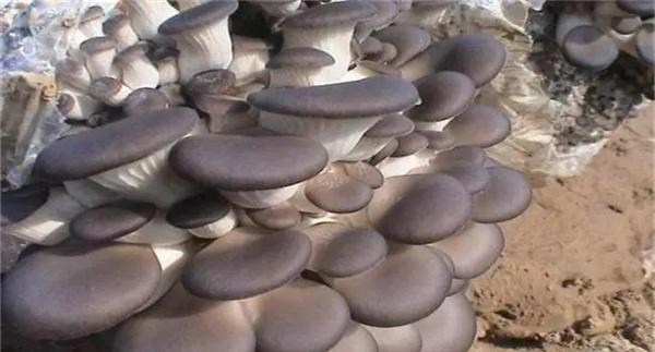 冬栽平菇如何采用简易生物能保温法