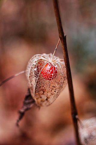 怎样使新红星苹果幼树密植高产