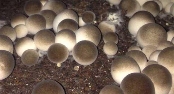 草菇床式栽培技术与主要步骤