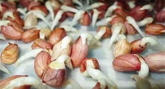 花生芽的浸种催芽方法