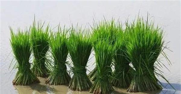 水稻秧苗多少天可以移栽