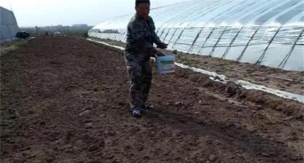 番茄怎样施肥才能获得高产