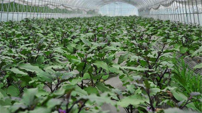大棚茄子要注意哪些问题