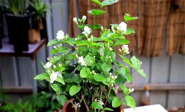 茉莉盆栽的施肥