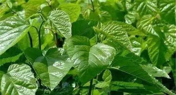 桑叶有平肝潜阳、明目除烦的功效