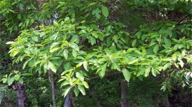 檫树种植技术要点