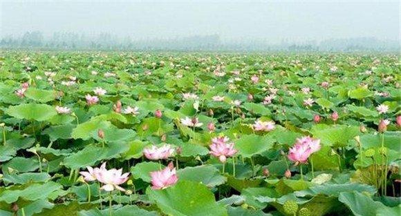 荷花虫害有哪几种