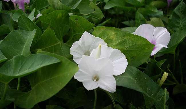 空心菜种植