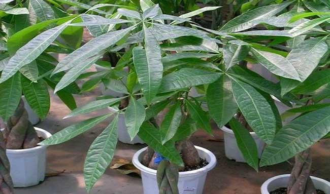 发财树种植方法