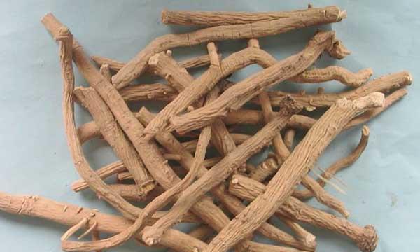 板蓝根的功效与作用