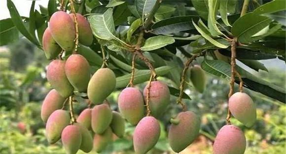 芒果成熟时间