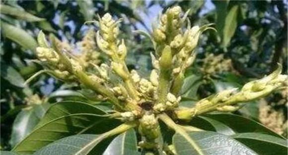 如何预防芒果过早开花