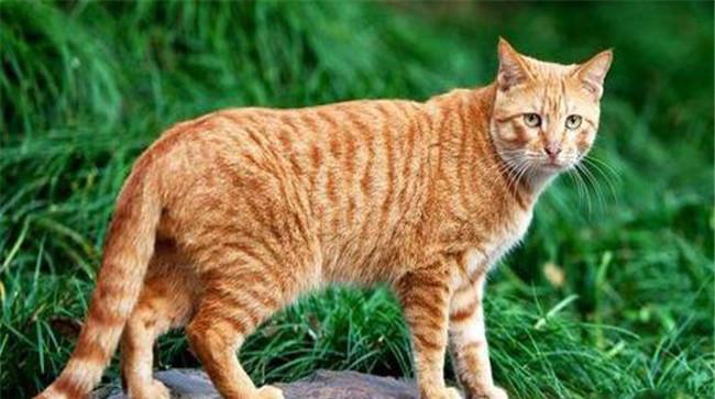 狸花猫（又称虎斑猫）