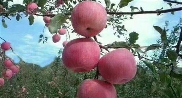 富士苹果为什么叫富士