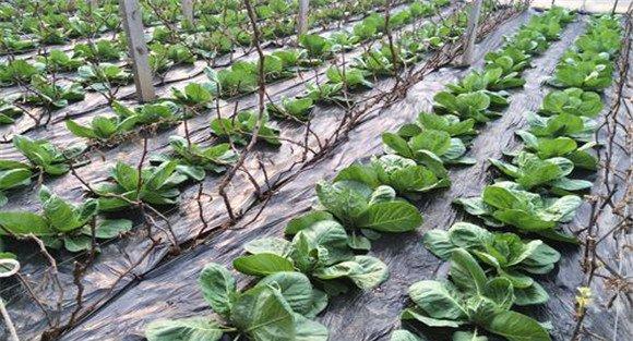 春季保护地紫甘蓝种植技术及管理方法