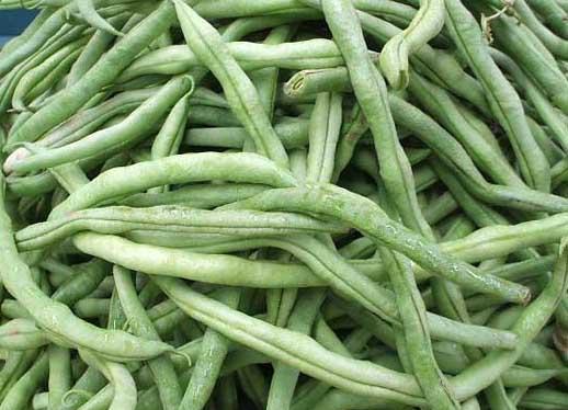 四季豆种植管理方法
