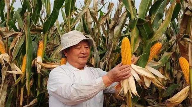 玉米的最佳收获期