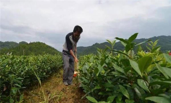 幼龄茶树的培育与栽培技术要点