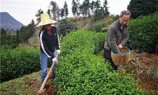 幼龄茶树的除草、松土