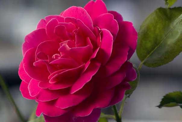 月季花图片