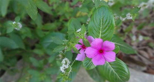长春花播种时间