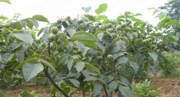 核桃矮化密植栽培技术