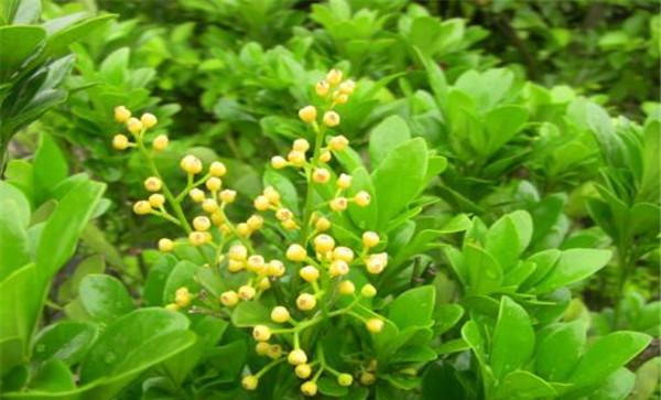 米兰花