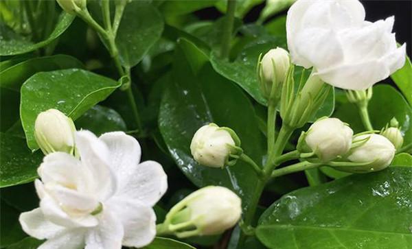 茉莉花