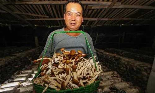 如何做好茶树菇出菇管理