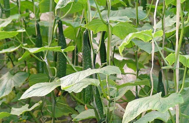 黄瓜种植管理方法