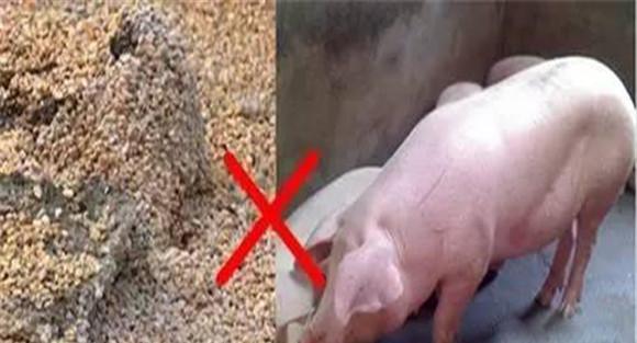 猪霉玉米中毒如何诊断