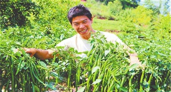辣椒的整枝管理和采收