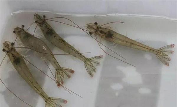 对虾的性腺发育过程是怎样的