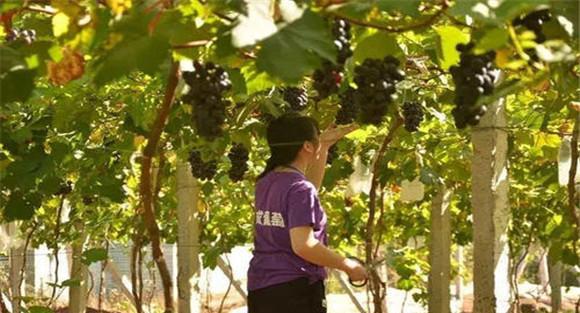 夏黑葡萄种植的架式选择