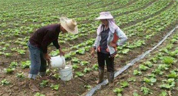 白菜施肥氮磷钾比例如何掌握