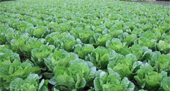 白菜施肥方法、用什么肥料