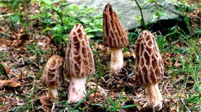 野生羊肚菌几月份生长出来