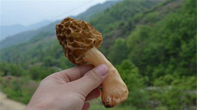 怎样寻找野生羊肚菌