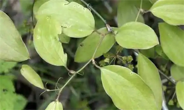金刚藤有哪些药用功效和综合利用价值