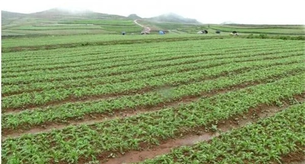 田间管理