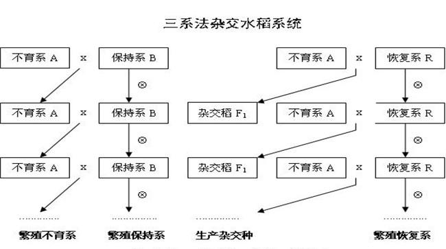 什么是三系杂交稻