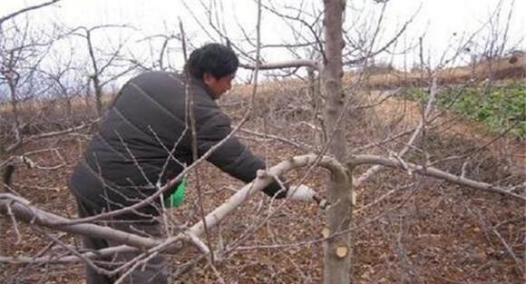 苹果树病虫害的农业防治方法