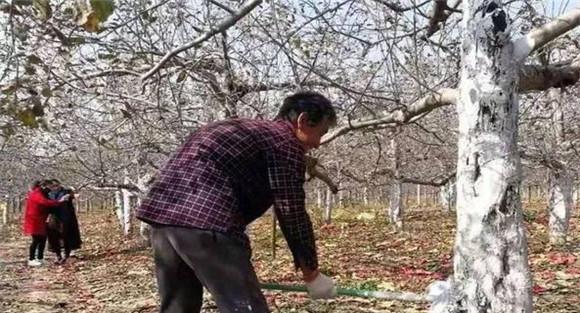 苹果树病虫害的人工防治技术